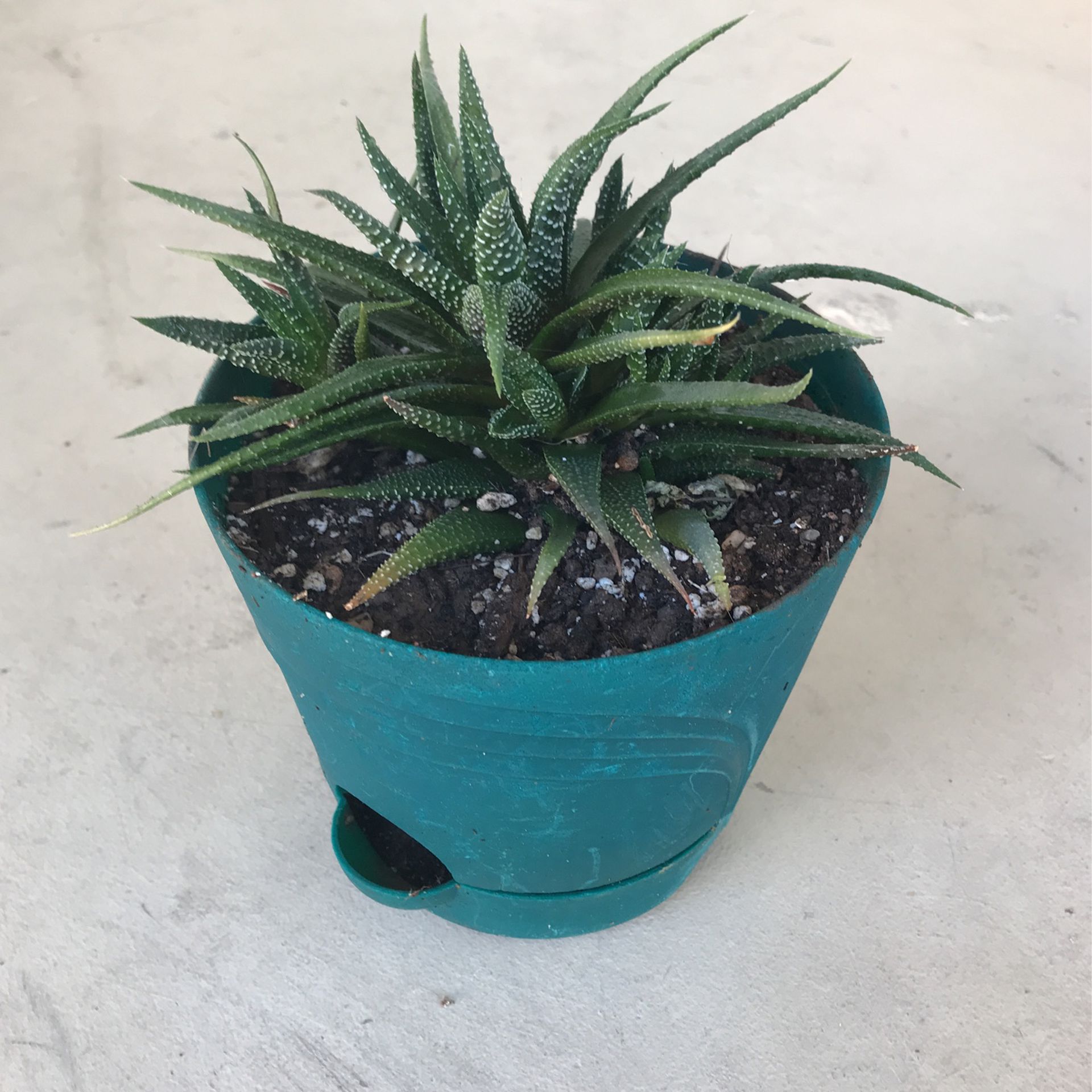 Succulent/ cactus