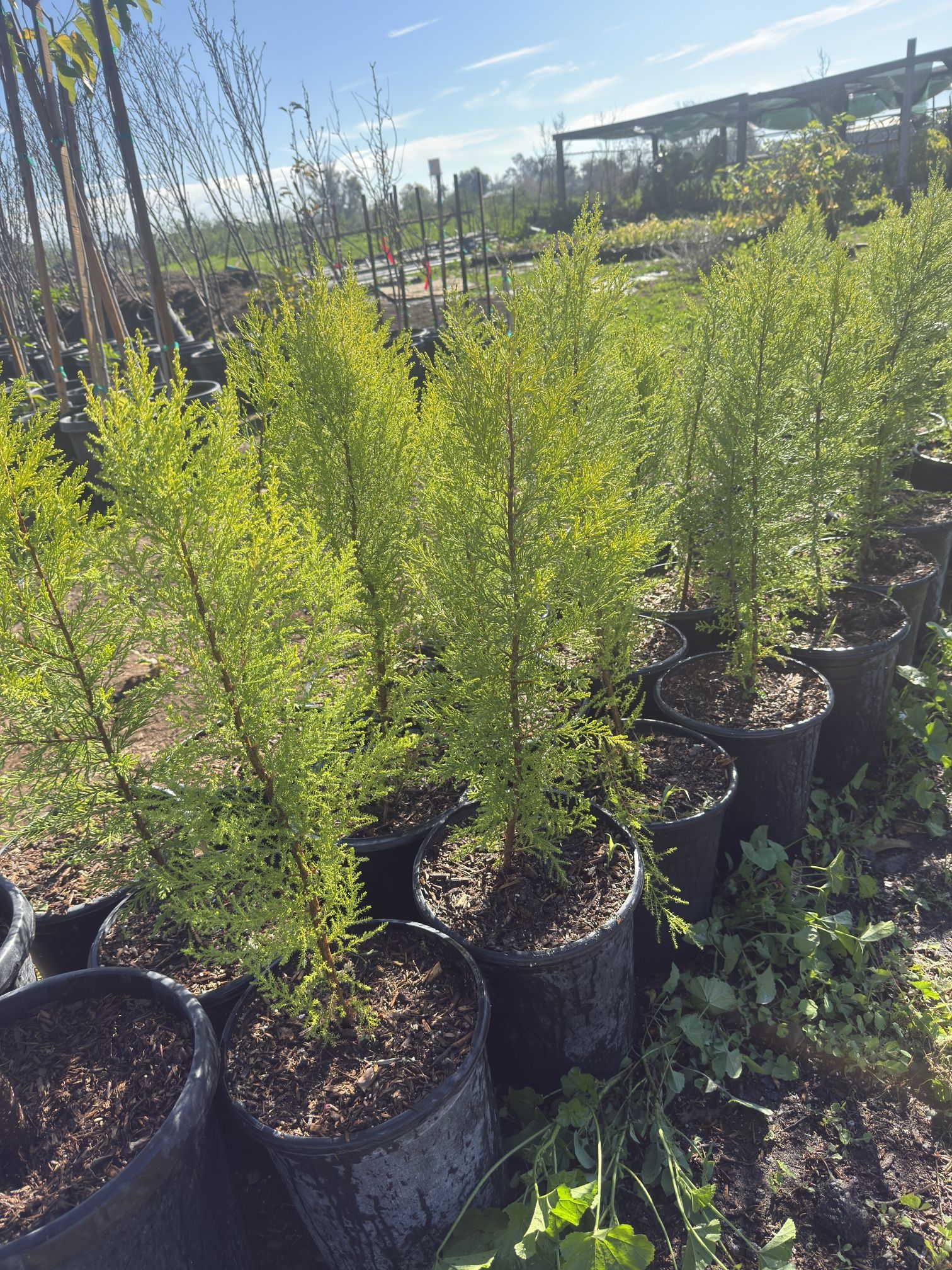Lemon Italian Cypress