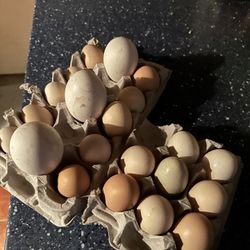 Tengo Gallos Eggs 