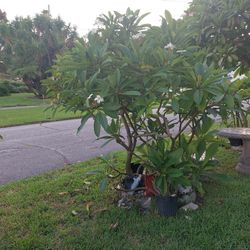 Large Colorful White Plumeria  Planting