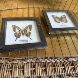 X2 Glass Frame Taxidermy Near Me, Butterflies