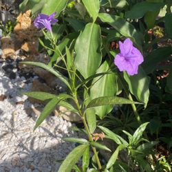 Five Dollars For A Rooted Plant