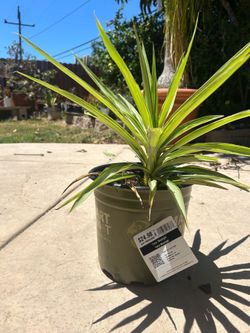Yucca Plant