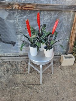 Flaming sword bromeliad $3 each