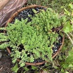 sedum plant