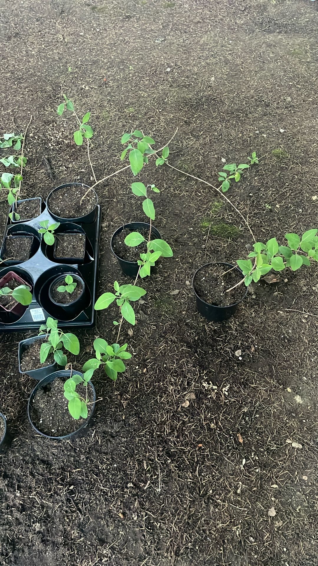 Honeysuckle Starts