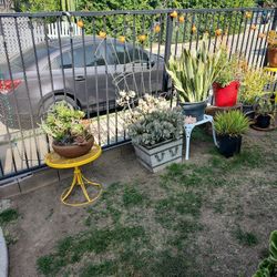 Plants For Sale  , Pots And Plant Stands ☘️🌵☘️🌵 U