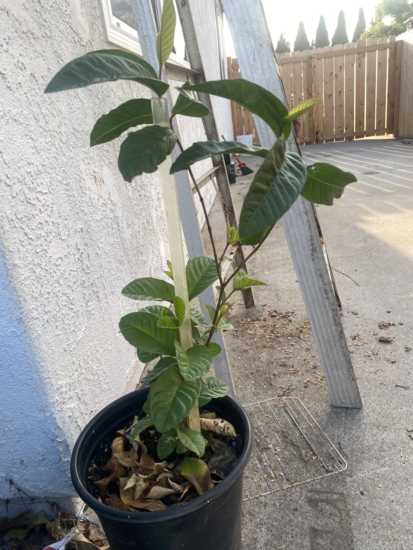 Thriving Guava Tree Ready to Fruit!