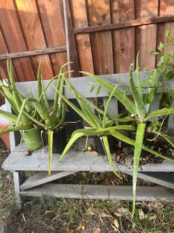 Sábilas 5 Dólares Cada Una