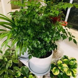 ♥️Gorgeous China Doll Plant 👉PLS READ DESCRIPTION♥️ 