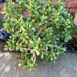 Large Mature Jade Plant 🌿 (Crassula Ovata)