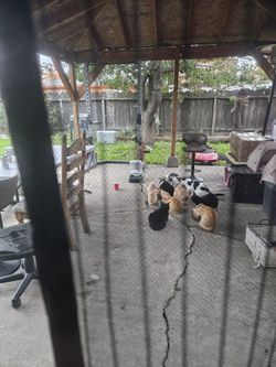 Gatitos Necesitan Un Hogar