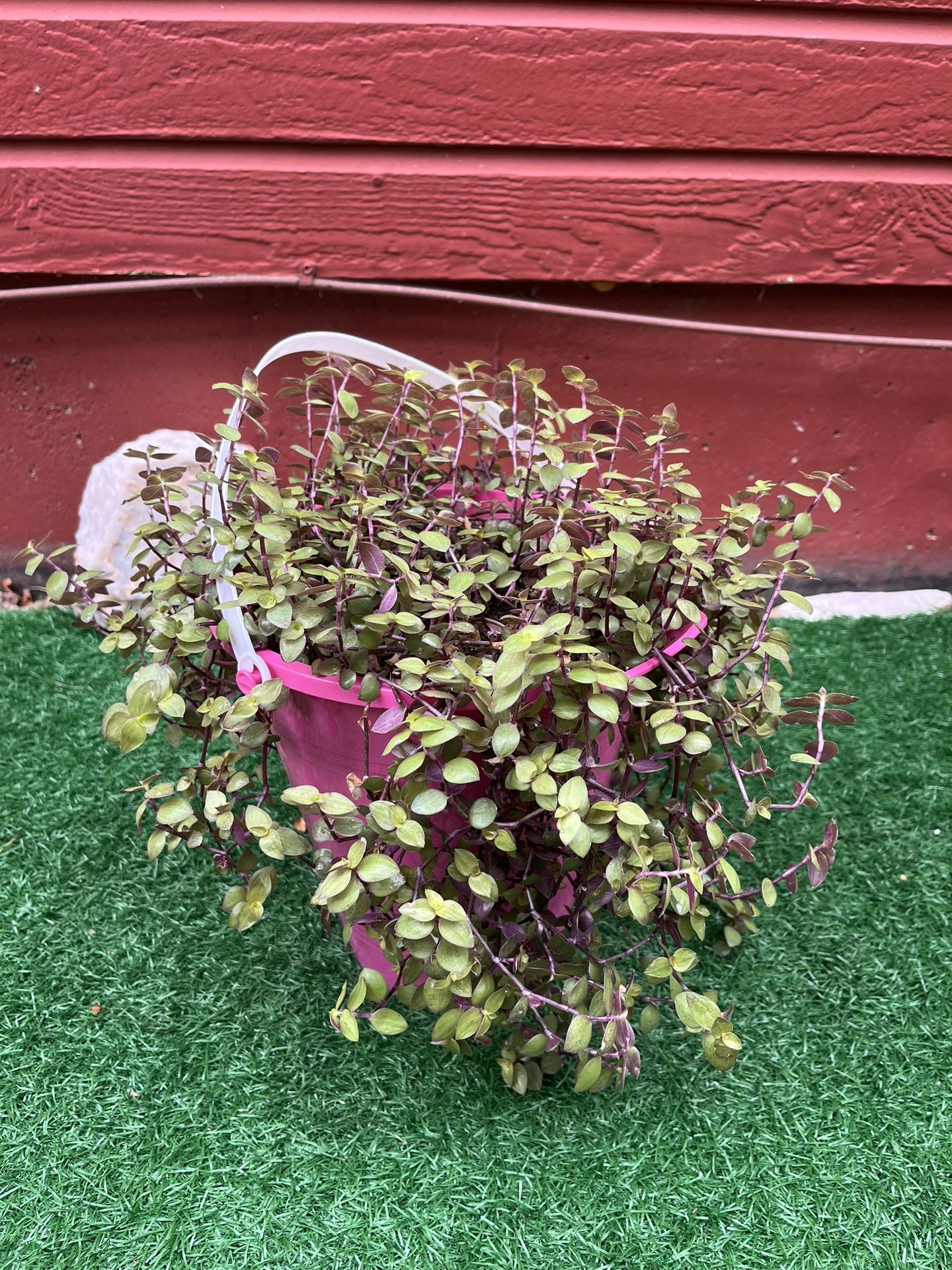 Tradescantia Plant