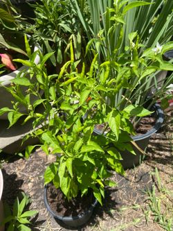 Thai Hot Chili Pepper 🌶️