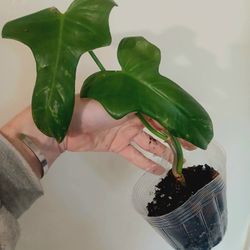 Mottled Philodendron Bipennifolium aka "Splash Gordon"