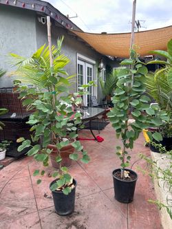 Orchid trees