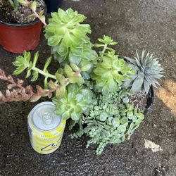 String Of Turtle And Succulent Combo (6” Pot) 95820