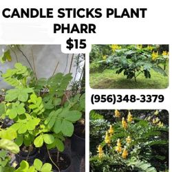 Candle Sticks Plants /Popcorn Plants 