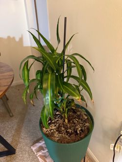 Corn Plant