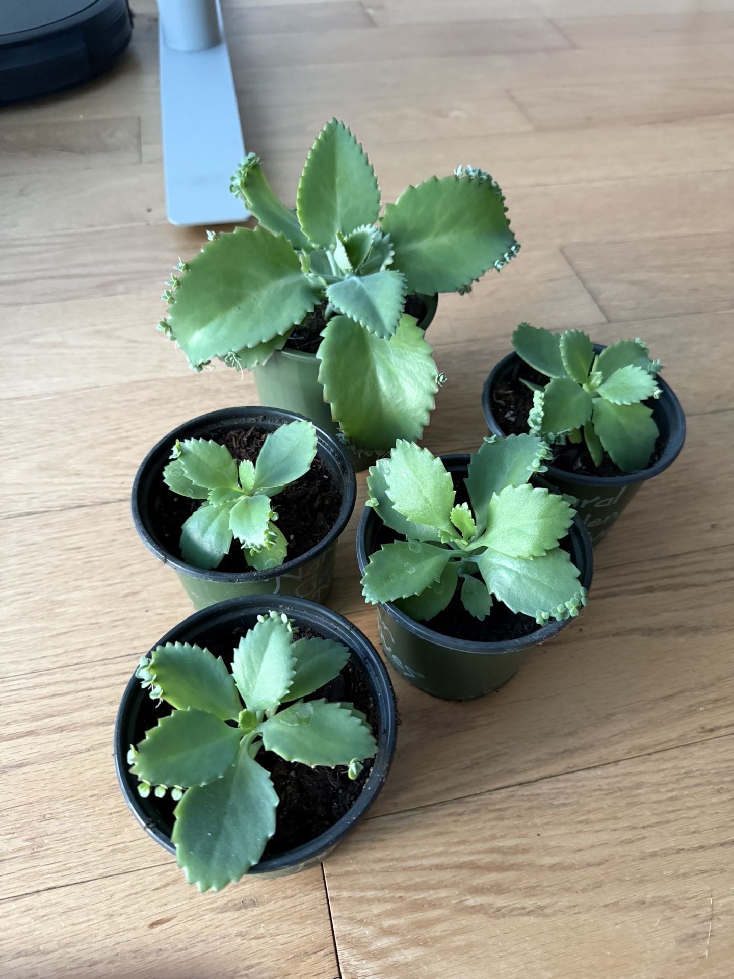 Mother of Thousands Plants