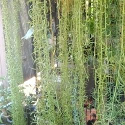 plantas de banana diferentes precios están Muy grandes
