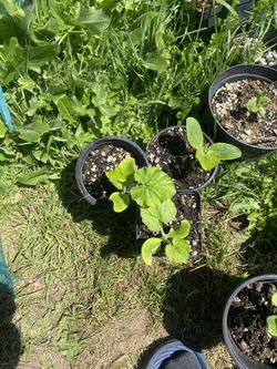 Zucchini Starter Plants – Healthy & Ready to Grow