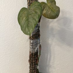 Philodendron Sodiroi