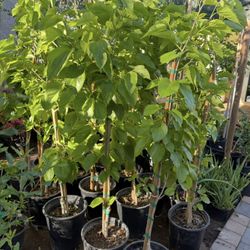 Mulberry Paquistan Trees 5F They already have fruit 🍇 $65 Each Price Firm 
