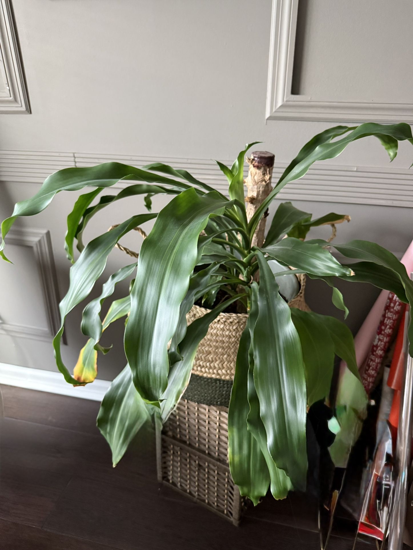 Corn Plant