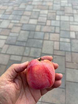 Fuji Apple (3 1/2 feet tall) in 5 gallons Container