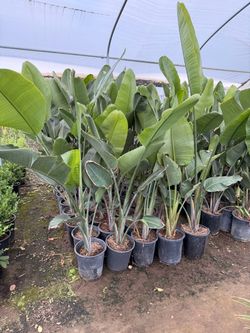 Giant birds of paradise 5 gal
