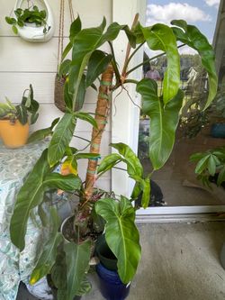 BIG Philodendron Mexicanum