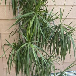 Large multi stem Yucca plant
