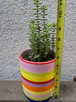 String of Buttons Plant