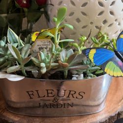 Lots Of Indoor And Outdoor Houseplants
