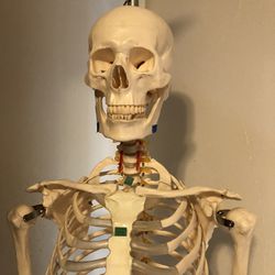 Anatomical Skeleton 