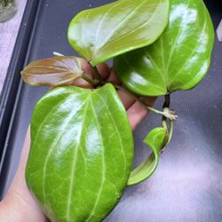  Hoya Quinquenervia
