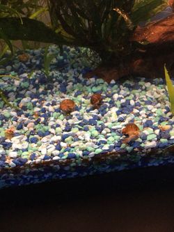 Back with snails for sale