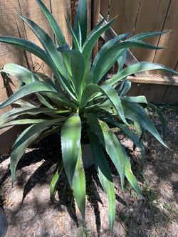 Agave plant