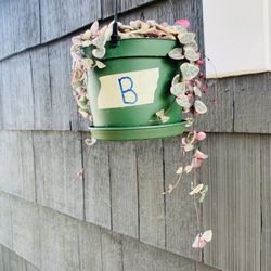 Live indoor VARIEGATED String of ♥️ in a 6-inch plastic planter pot—firm price