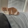 Joe 