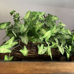 Silk Plant #4