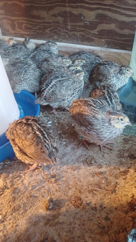 Codornices En Venta