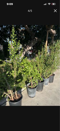 Elephant bush/ Jade Plant Size 40 -45”   $ 25 each