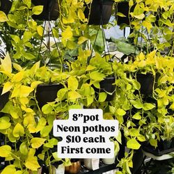 Plants Sale🌿8”pot neon pothos $10 each🌿first come
