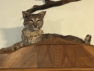 Bobcat Taxidermy Mount