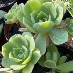 Succulent’s Plants 4”pot