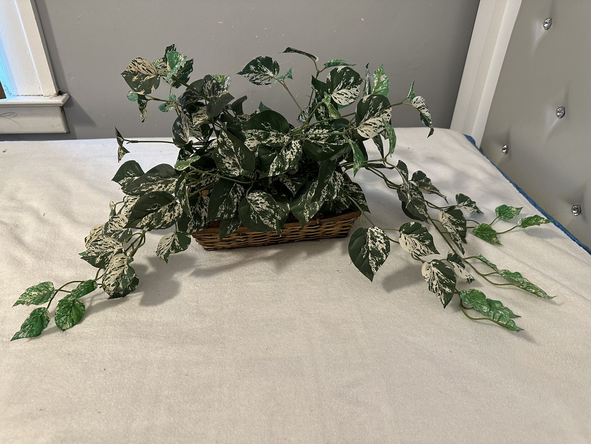 Fake Vine Plant in Woven Basket - $15