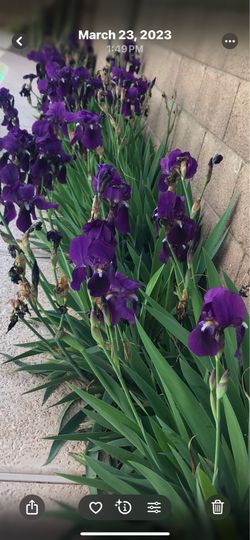 Bearded Iris