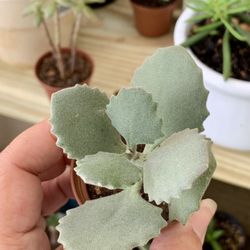 Succulents / Live Plant/ 